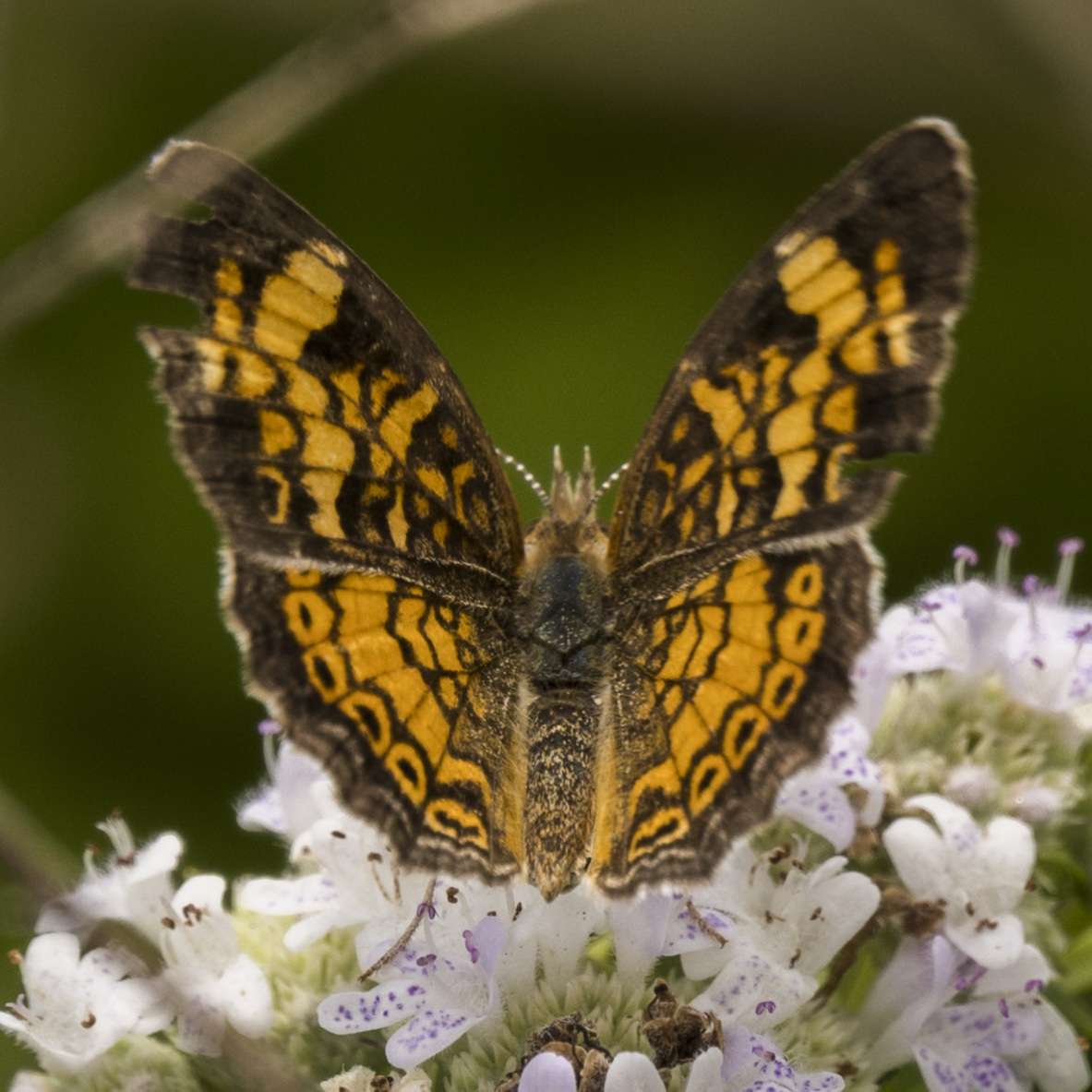 Pollinator and Photography Workshop - logo